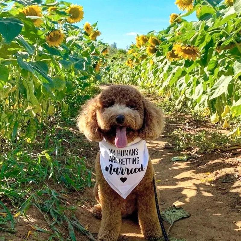 my + our humans are getting married dog bandanas - basil boutique